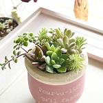 可愛い鉢付き♡きまぐれ寄せ植え＊多肉植物
