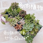 送料無料♡♡ 《2》多肉植物 エケベリア 韓国苗 色々詰め合わせセット♡♡