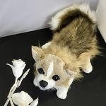 茶色の長毛のチワワ（体長30センチ）