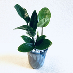 Rie様　専用　ハイドロカルチャー　ザミオクルカス　小石原焼　陶器　観葉植物