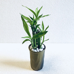 ハイドロカルチャー　ミリオンバンブー　小石原焼　陶器　観葉植物