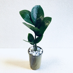 ハイドロカルチャー　ザミオクルカス　小石原焼　陶器　観葉植物