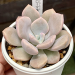 レア品種！★ローマ美人 多肉植物 自家栽培 国産
