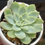 人気品種！★桜子 多肉植物 自家栽培 国産