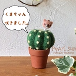 フェルト　１号鉢＊くまちゃん咲きました