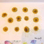 ♡new♡可愛いノースポールがいっぱい♡押し花セット♡