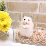 *スノーホワイト* ほぼ真っ白・ジャンガリアンハムスター<羊毛フェルト> 