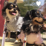 【犬服】 旧デザイン詰め合わせ袋 Mサイズ 送料無料 名前入れ 　チワワ　トイプードル　ポメラニアン　ヨーキー