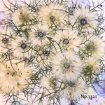 ♡new♡作家様必見♡ 可愛いニゲラのお花がいっぱい♡ 押し花セット
