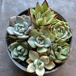 多肉植物カット苗【寄せ植えにどうぞ🌸】