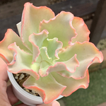 レア品種！★高砂の翁 多肉植物 自家栽培 国産