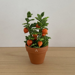 ほおずきの鉢植え　1
