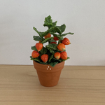 ほおずきの鉢植え　3