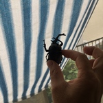 カブト虫みーつけた！
