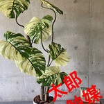 光触媒　人工観葉植物　ウォールグリーン　フェイク　フラワー　斑入りモンステラ14