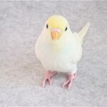 hamumomo3様オーダーメイド品2207243