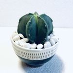 ハイドロカルチャー　アストロフィツム　ヘキラン　サボテン　小石原焼　飛びかんな　陶器　観葉植物