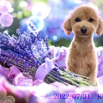 ワンコインセール中⭐️ペットのお写真で　お花畑のアートフォト　うちの子 合成写真
