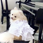 犬服　そう刺繍とシフォンの白いドレス　スノーホワイト　犬ワンピース