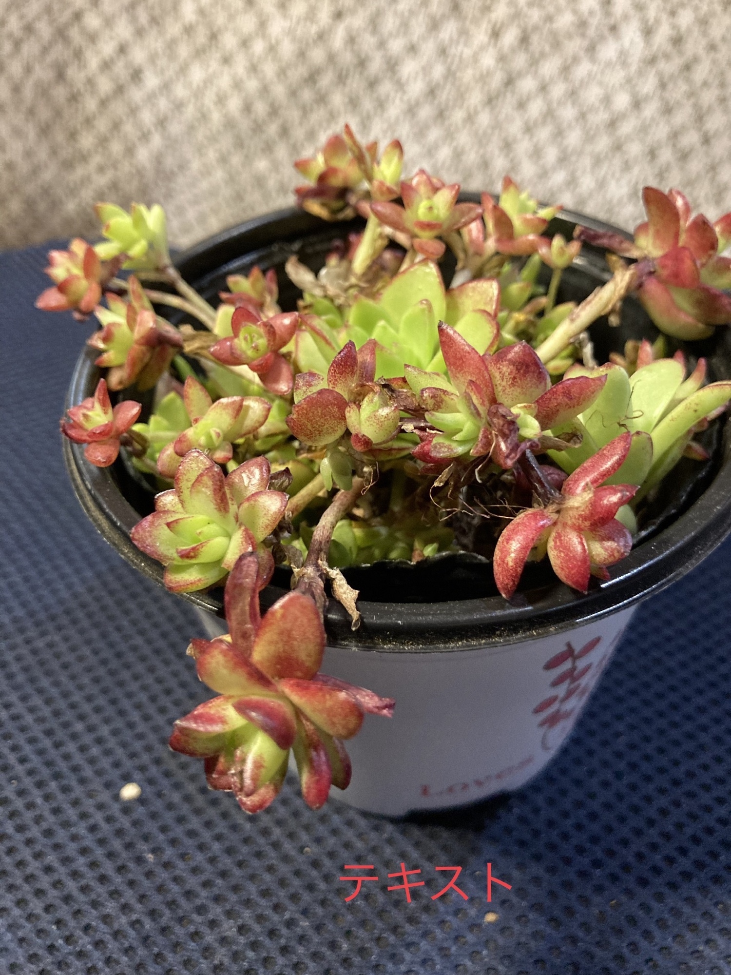 薄紅蓮華 多肉植物 オロスタキス属 送料込み - iyasinosono | minne 