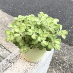 株立ち 斑入り♡  プレクトランサス アロマティカス   ライムシャワー  3.5号