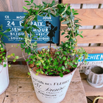 お手軽サイズ♡【アーチ型オリーブの木寄せ植え 】ホワイト系ブリキ鉢♡お洒落ピックつき♪ナチュラルガーデニング