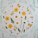 押し花素材671　ライトオレンジの小花のセット　