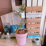 現品ラスト♡【くねっとフィカス ルビー】ピンク系ブリキ鉢！個性的なオシャレな観葉植物♪植物インテリア