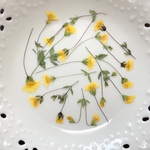 ゴールドダスト(押し花)