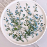  【押し花素材】カラミンサ茎付き　ブルー