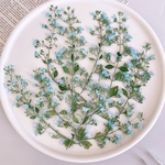  【押し花素材】カラミンサ茎付き　ミント