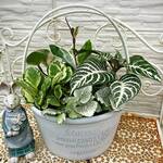 個性的な観葉植物の寄せ植え　オリーバ・バスケット