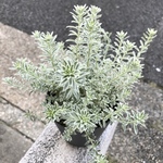 茂り良好♡  斑入り ウエストリンギア スモーキー 3.5号
