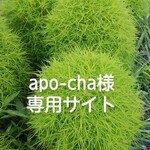 apo-cha様専用サイト