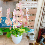 再入荷！！素敵なラン♡【オシャレなお色の胡蝶蘭アイビー入り】陶器鉢♡贈り物やプレゼントにも♪コチョウラン寄せ植え