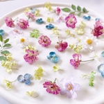 【ドライフラワー】小花ミックス