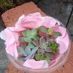多肉植物  カット苗 抜き苗 7種類