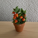 ほおずきの鉢植え　7