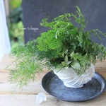 アンモナイトな器に♪観葉植物のプランツギャザリング