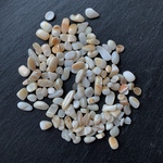 ◆SALE シェル　50g