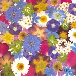 ♡new♡作家様必見♡押し花MIXセット♡押し花セット