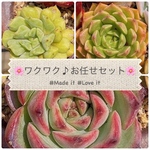🌸ワクワク♪お任せセット🌸【名札付き】【予約受付ホーム】【限定販売】