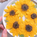  【押し花素材】ミニひまわり