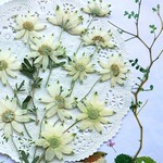 押し花素材(フランネルフラワー)