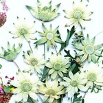 🍀茎付きフランネルフラワー12本〜押し花素材