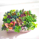  ❤️lovelyちっちゃな 多肉  リメイク トレイ寄せ植え❤️ 多肉植物