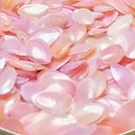 天然桜貝 ＆ 天然紅貝 ～～ 送料無料 ～～
