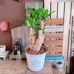 現品のみ♡レア【マッサン 幸福の木】育てやすい観葉植物♡ホワイト系ブリキ鉢♡かっこいい植物インテリアに♪