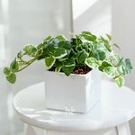 HANAYUKI フェイクグリーン プミラ 20cm 卓上サイズ 光触媒加工付き 人工観葉植物 室内用 おしゃれ インテリア