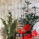 光触媒　人工観葉植物　ウォールグリーン　フェイク　フラワー　oオリーブとバロック